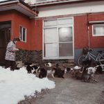 cat heaven island 2