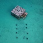 Coralarium-Collater.al-2-1024×1024