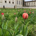 Fioriture_agg.3.04.2019_10