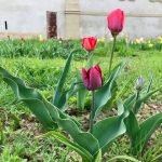 Fioriture_agg.3.04.2019_17