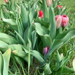 Fioriture_agg.3.04.2019_9