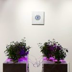 Giulia Manfredi, “Regno Sottile”