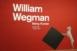 colori, interno, mostra di William Wegman, foto di cane grigio su sfondo rosso con titolo mostra William Wegman Being Human stampato bianco