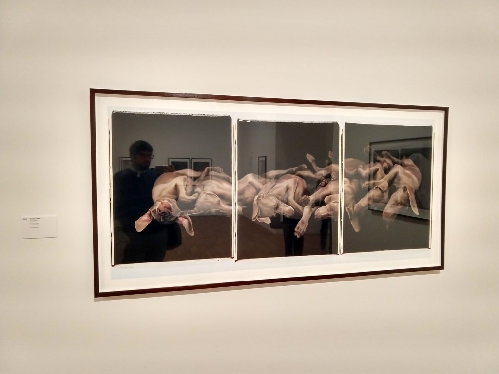 foto, colori, interno, mostra di William Wegman, trittico di fotografie di cani grigi su sfondo nero