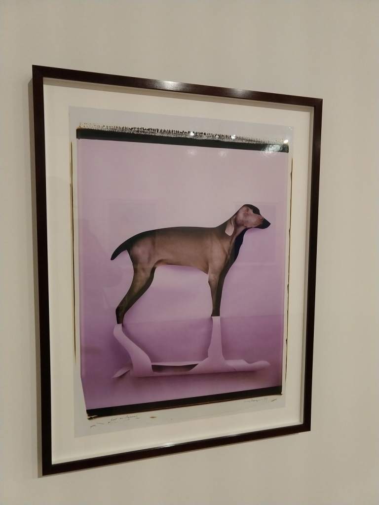 colori, interno, mostra di William Wegman, foto di cane grigio su sfondo rosa