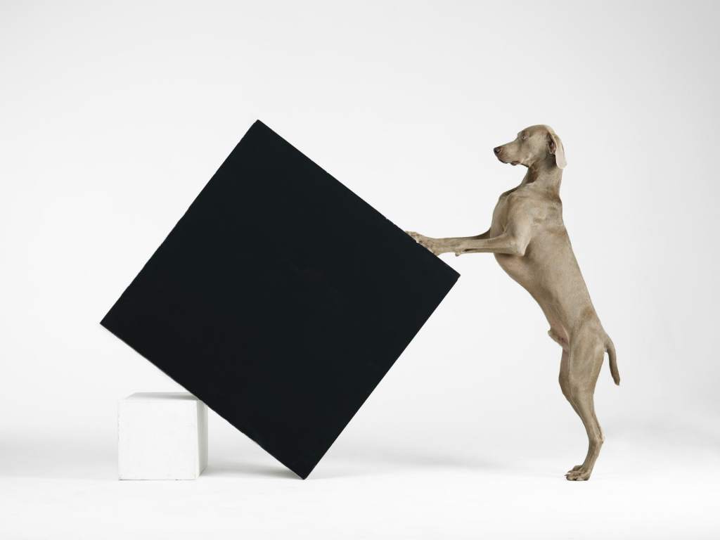 opera d'arte, fotografia colori di William Wegman, cane grigio su sfondo bianco con cubo nero
