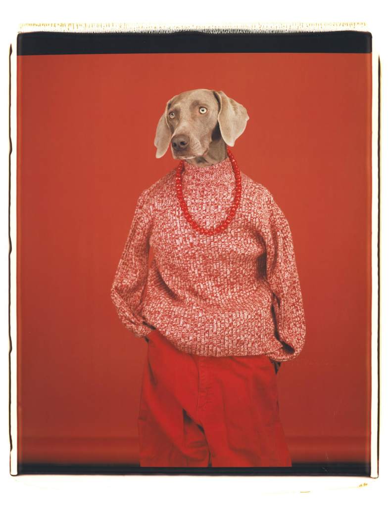 opera d'arte, fotografia colori di William Wegman, cane grigio vestito da donna in rosso su sfondo rosso