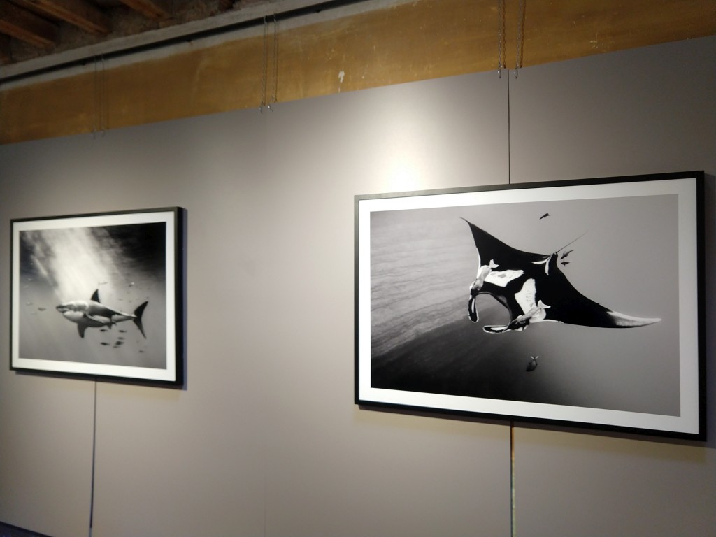 2 fotografie in bianco e nero di pesci in oceano, squalo a sinistra, razza a destra