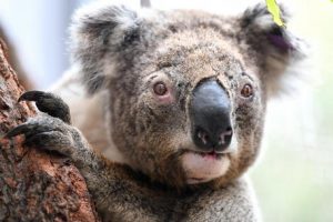 koala australia