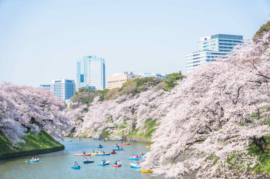 tokyo sakura Tokyo tour virtuale