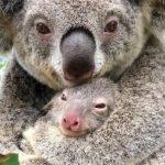 ash koala