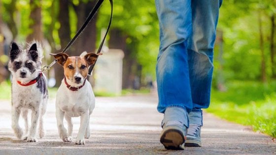 cani passeggiata al parco