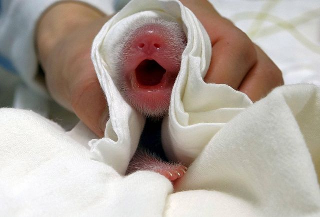 panda gigante appena nata primo piano muso con la bocca aperta