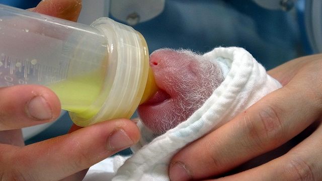 panda gigante appena nata che viene allattata con il biberon