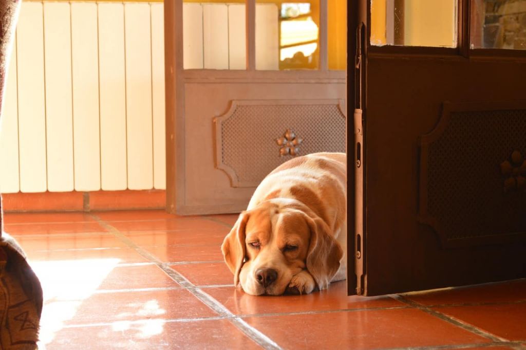 cane non vuole uscire di casa