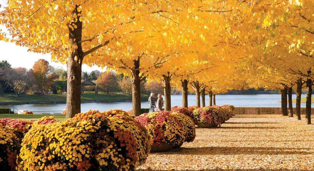 passeggiata sotto gli alberi con le foglie gialle al Chicago Botanic Garden
