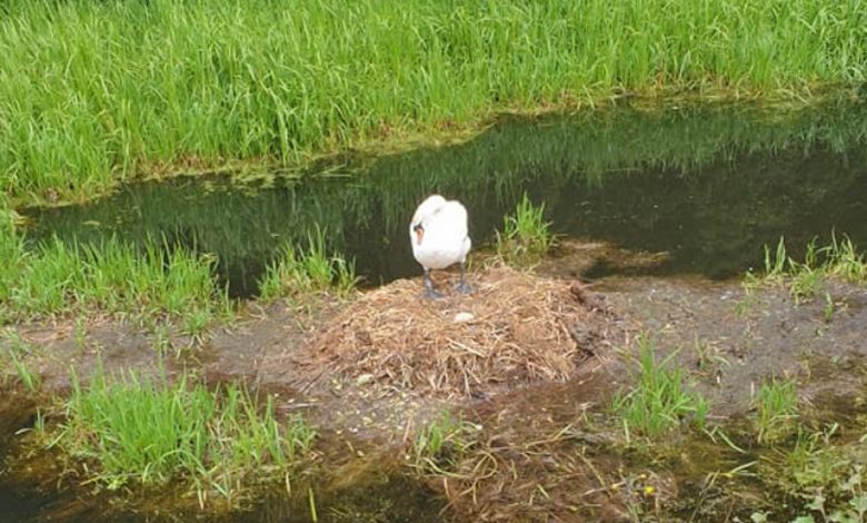 cigno nel suo nido davanti al fiume Kearsley