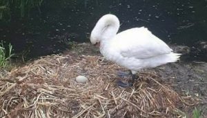 mamma cigno nel suo nido con un uovo