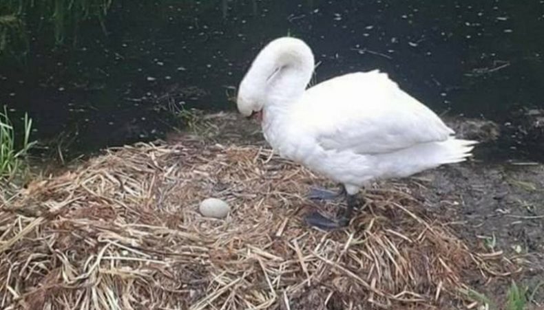 mamma cigno nel suo nido con un uovo