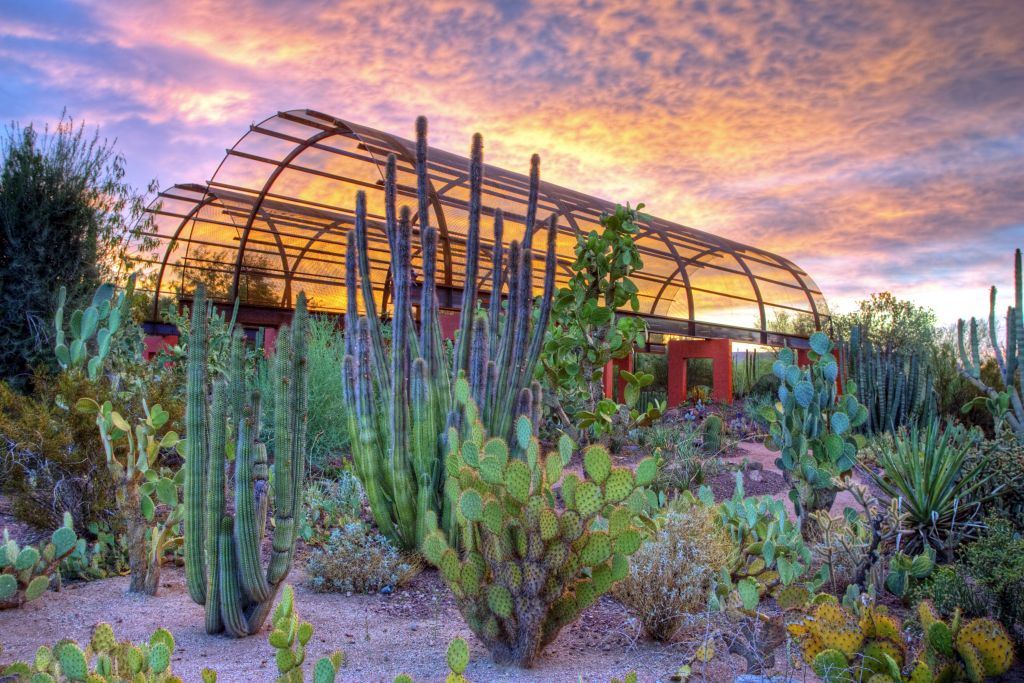 giardino botanico nel deserto con piante grasse in primo piano