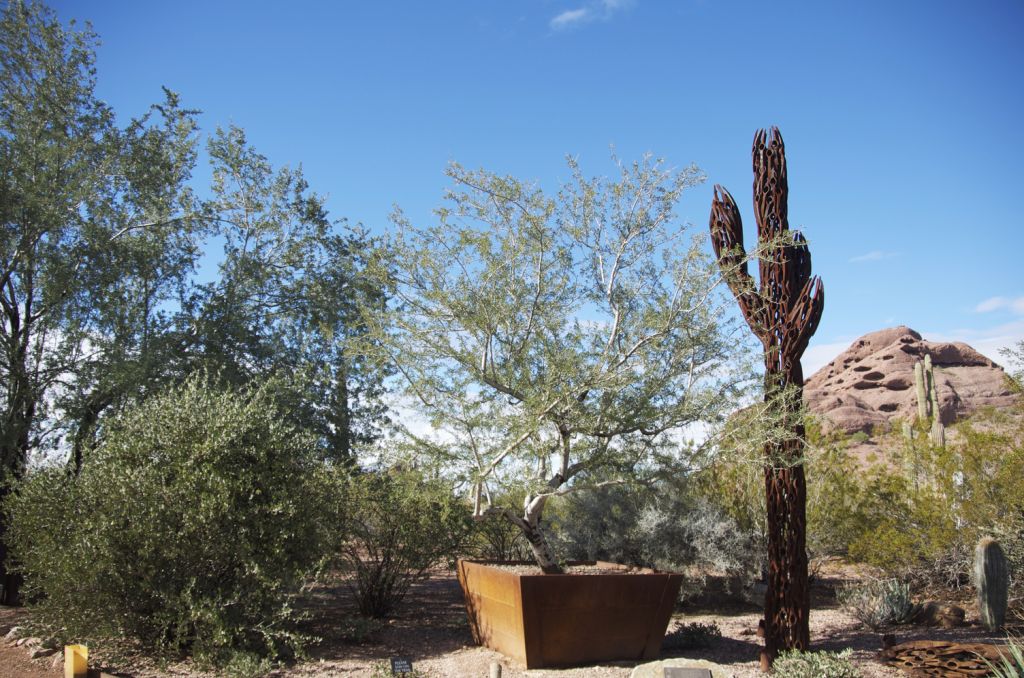 giaedino botanico nel deserto con cactus