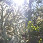 DesertBotanicalGarden_Phoenix_04_0001