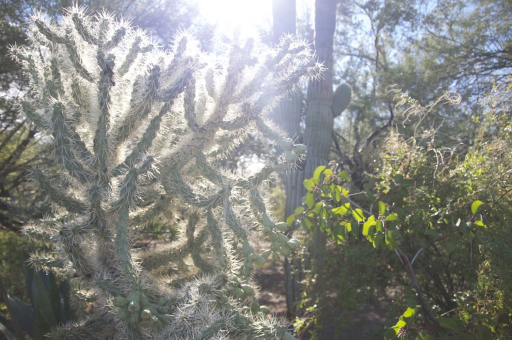 primo piano di piante grasse nel giadino botanico