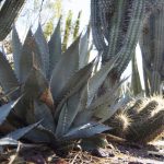 DesertBotanicalGarden_Phoenix_06_0001