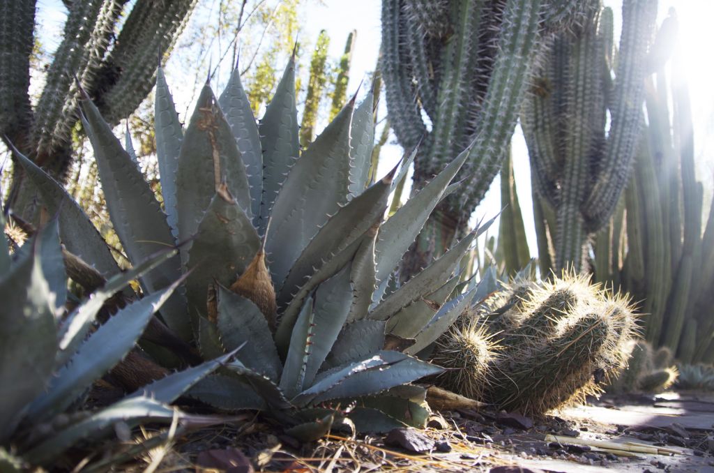 primo piano di una grossa pianta di agave