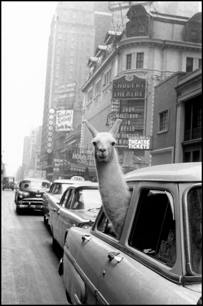 Inge Morath fotografa un lama in una macchina a New York