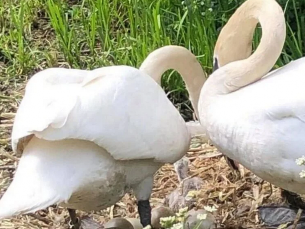 coppia di cigni di spalle nel nido