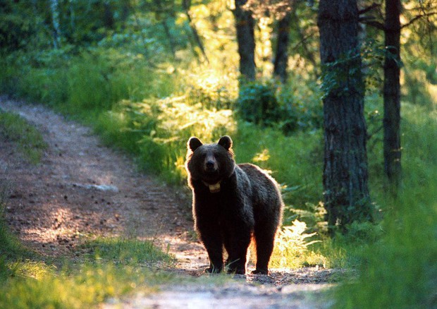 orso in mezzo al bosco