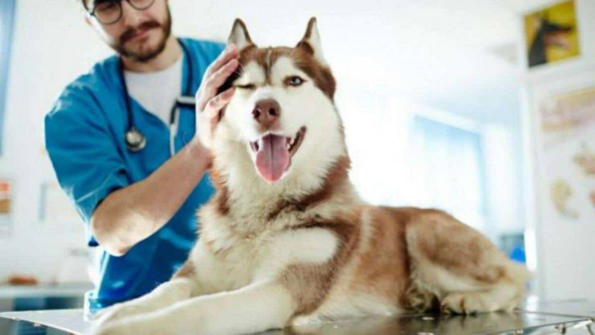 un cane viene visitato dal veterinario