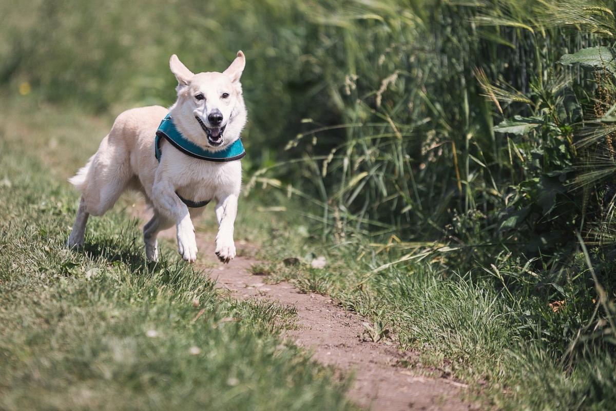 un cane corre libero nella natura