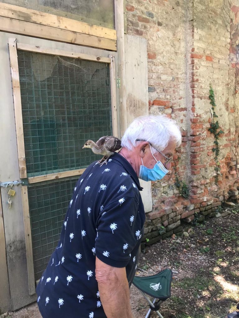 il volontario di villa arconati che si prende cura dei cuccioli di pavone