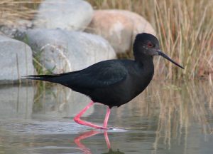 primo piano di un uccello kaki, con piumaggio nero e rampe rosa