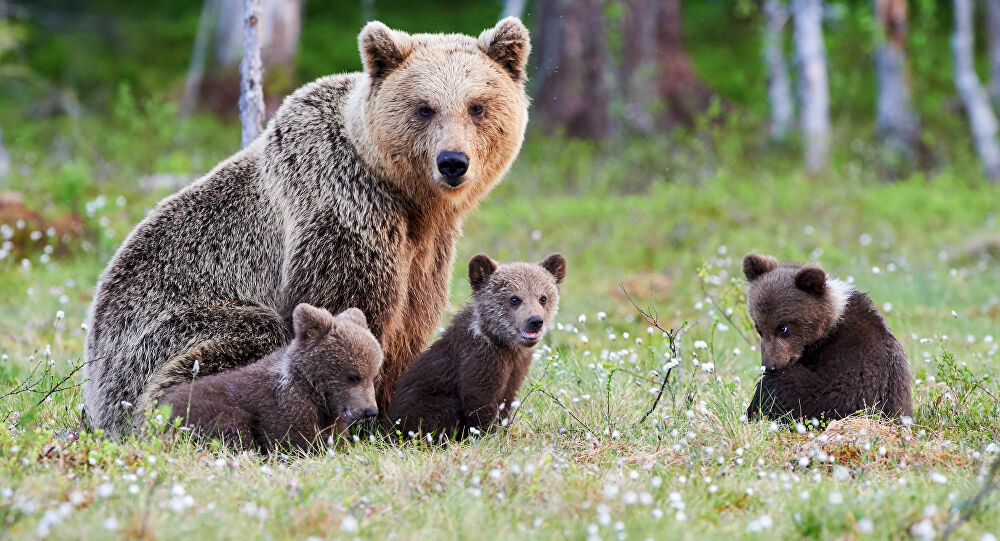 orsa adulta con tre cuccioli di orso