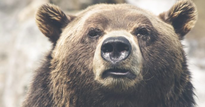 immagine in primo piano di un muso di un orso