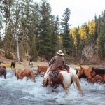 Paws Up Horse Jingle-143