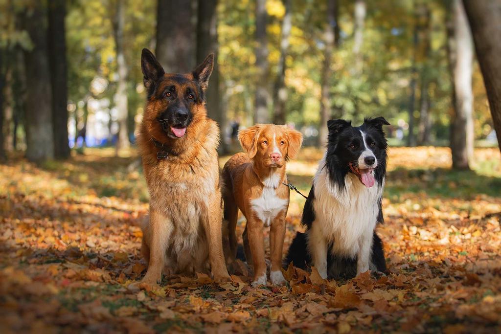 un gruppo di cani in natura