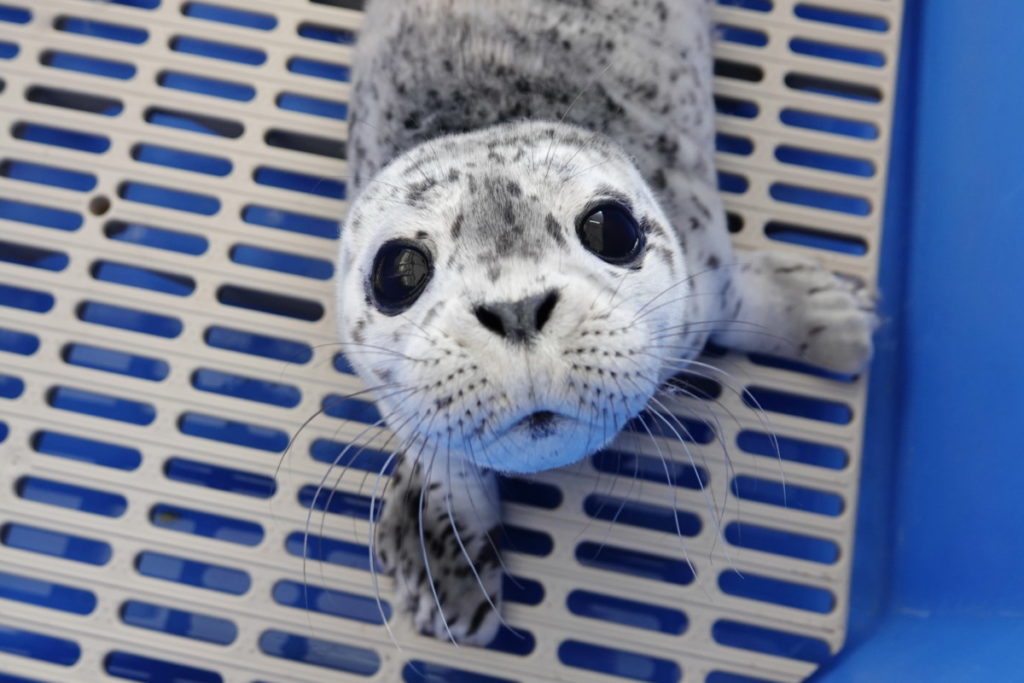 primo piano di Blue la piccola foca