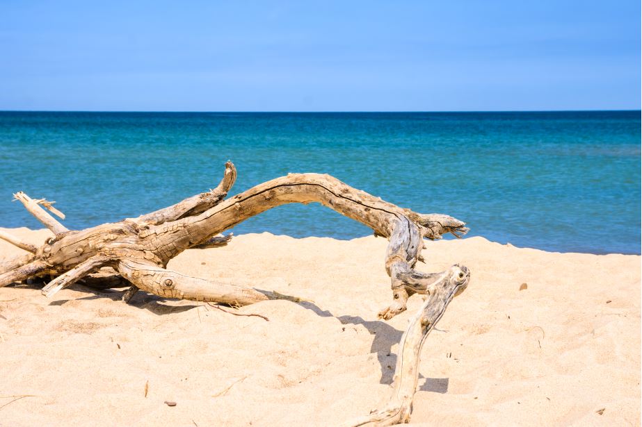 un tronco sulle dune di sappia con in fondo la vista del mare dell'Indiana Dunes National Park in Indiana