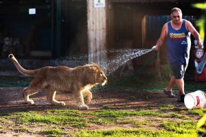 cucciolo di leone che corre, un uomo sulla sinistra lo bagna con l'acqua di una canna