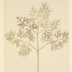 William Henry Fox Talbot Leaf of a plant, 1839-1844, disegno fotogenico, 22,3 x 18,2 cm, Modena, Biblioteca Estense Universitaria