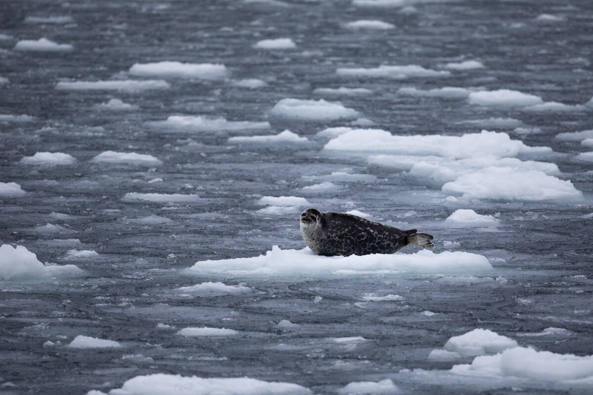 Il ghiaccio nell’Artico sta scomparendo una foca appoggiata a un pezzo di ghiaccio