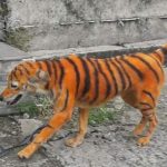 Cane colorato come una tigre _03
