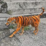 Cane colorato come una tigre _04