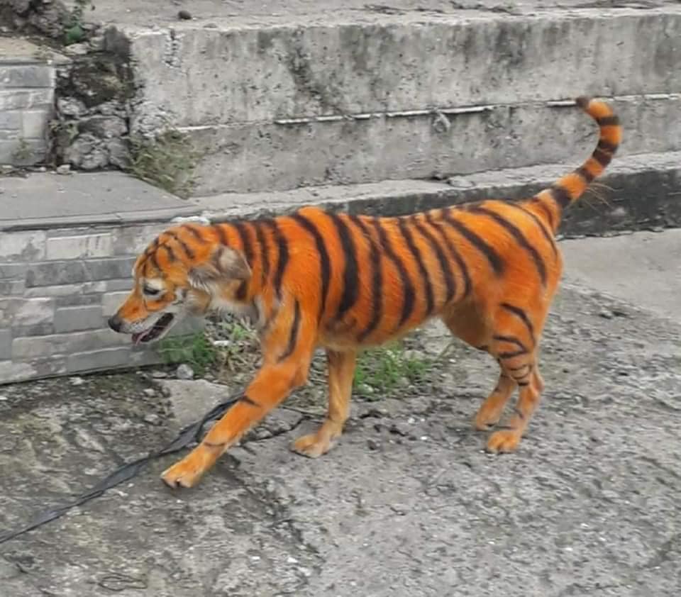 Cane colorato come una tigre mentre passeggia