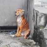 Cane colorato come una tigre _06
