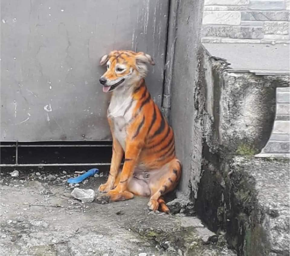 Cane colorato come una tigre seduto in un angolo